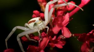 Preview wallpaper spider, petals, climbing, insect