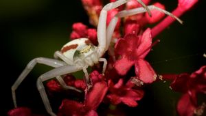 Preview wallpaper spider, petals, climbing, insect