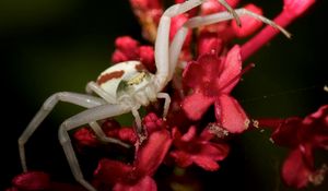 Preview wallpaper spider, petals, climbing, insect