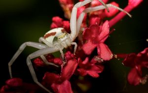 Preview wallpaper spider, petals, climbing, insect