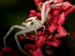 Preview wallpaper spider, petals, climbing, insect