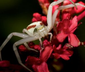 Preview wallpaper spider, petals, climbing, insect