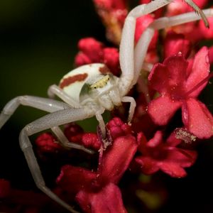 Preview wallpaper spider, petals, climbing, insect