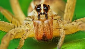 Preview wallpaper spider, rabid wolf, eyes, legs, insect