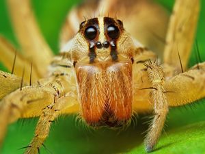 Preview wallpaper spider, rabid wolf, eyes, legs, insect