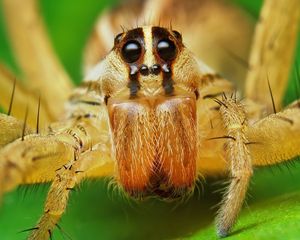 Preview wallpaper spider, rabid wolf, eyes, legs, insect