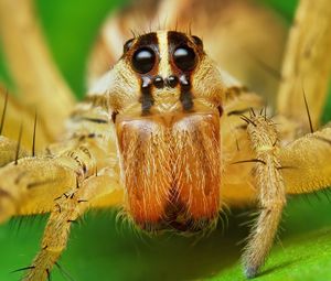 Preview wallpaper spider, rabid wolf, eyes, legs, insect