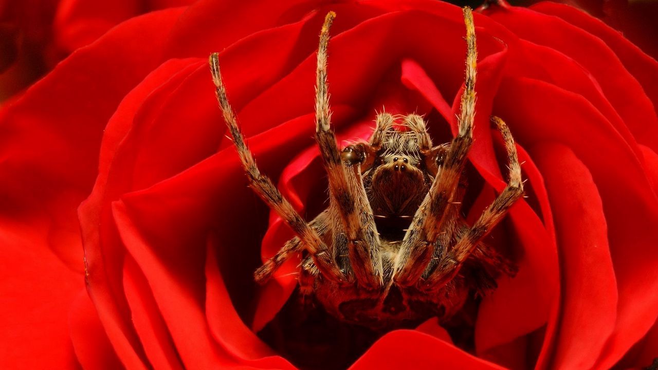 Wallpaper spider, rose, flower, foot