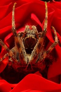 Preview wallpaper spider, rose, flower, foot