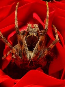Preview wallpaper spider, rose, flower, foot