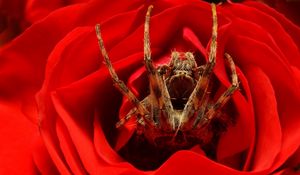 Preview wallpaper spider, rose, flower, foot