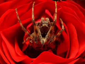 Preview wallpaper spider, rose, flower, foot