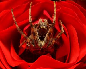 Preview wallpaper spider, rose, flower, foot