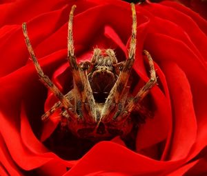 Preview wallpaper spider, rose, flower, foot