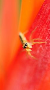 Preview wallpaper spider, small, petals, bright, eyes