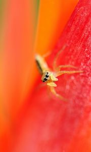 Preview wallpaper spider, small, petals, bright, eyes