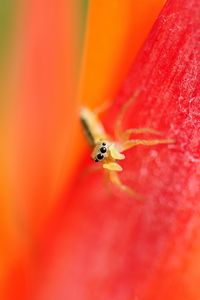 Preview wallpaper spider, small, petals, bright, eyes