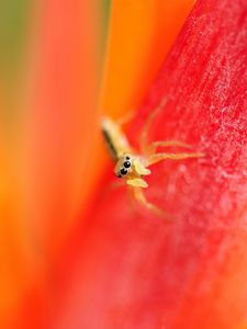 Preview wallpaper spider, small, petals, bright, eyes