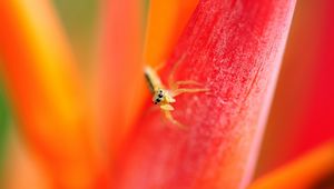 Preview wallpaper spider, small, petals, bright, eyes