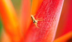 Preview wallpaper spider, small, petals, bright, eyes