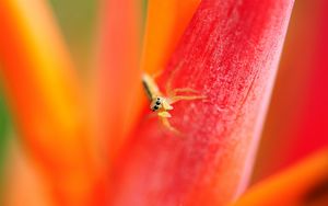 Preview wallpaper spider, small, petals, bright, eyes