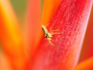 Preview wallpaper spider, small, petals, bright, eyes