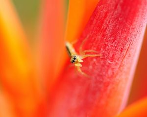 Preview wallpaper spider, small, petals, bright, eyes