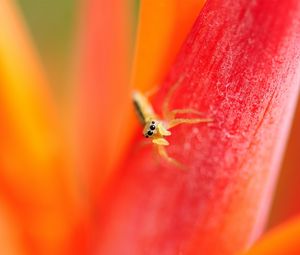 Preview wallpaper spider, small, petals, bright, eyes