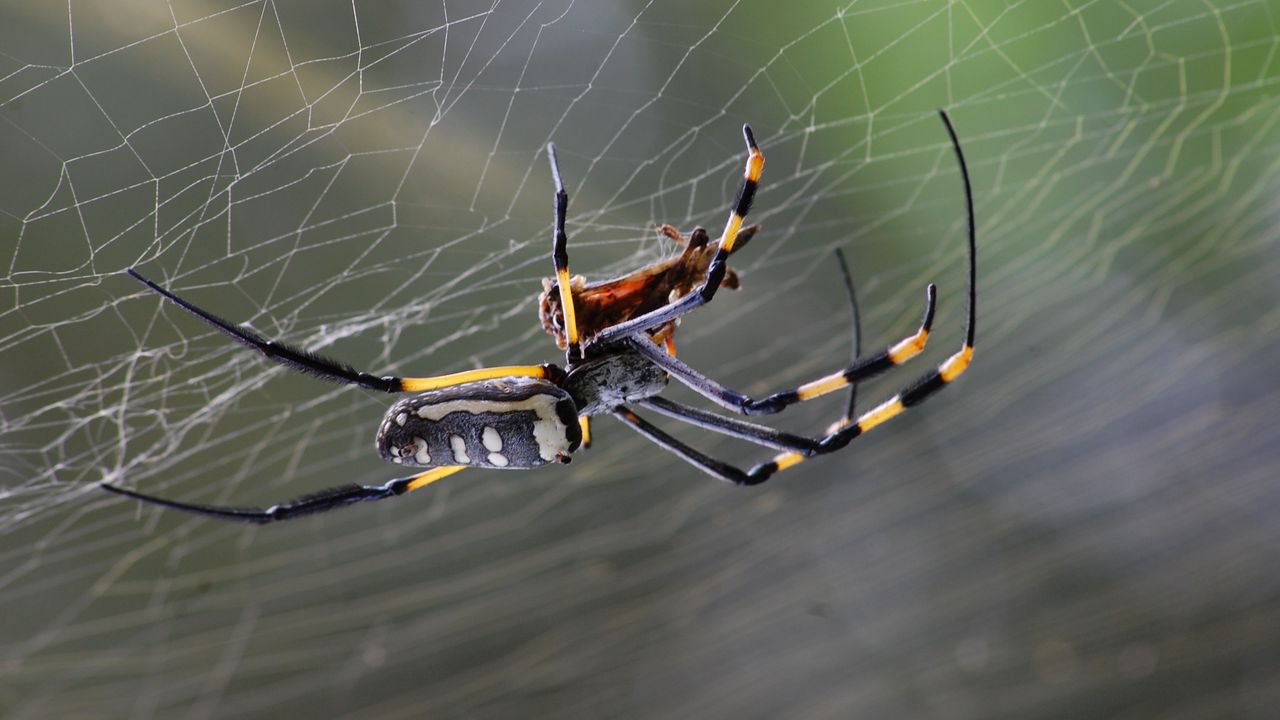 Wallpaper spider, spider web, close-up