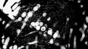Preview wallpaper spider, spider web, drops, bw, glare