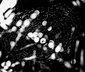 Preview wallpaper spider, spider web, drops, bw, glare