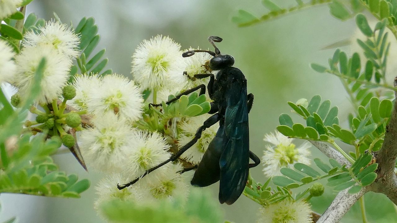 Wallpaper spider wasp, wasp, flowers, macro, black