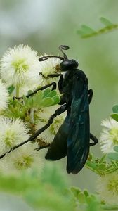 Preview wallpaper spider wasp, wasp, flowers, macro, black