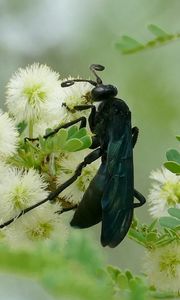 Preview wallpaper spider wasp, wasp, flowers, macro, black