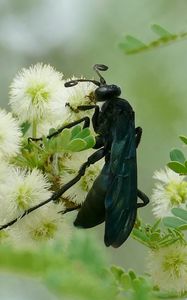 Preview wallpaper spider wasp, wasp, flowers, macro, black