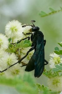 Preview wallpaper spider wasp, wasp, flowers, macro, black