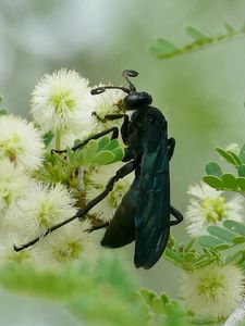 Preview wallpaper spider wasp, wasp, flowers, macro, black