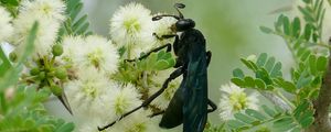 Preview wallpaper spider wasp, wasp, flowers, macro, black