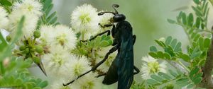 Preview wallpaper spider wasp, wasp, flowers, macro, black