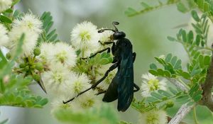 Preview wallpaper spider wasp, wasp, flowers, macro, black