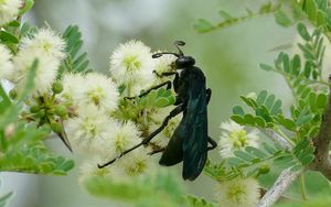 Preview wallpaper spider wasp, wasp, flowers, macro, black