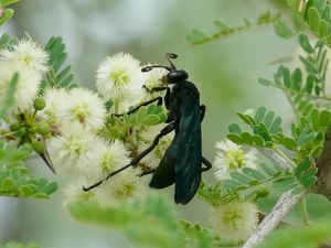 Preview wallpaper spider wasp, wasp, flowers, macro, black