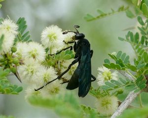 Preview wallpaper spider wasp, wasp, flowers, macro, black