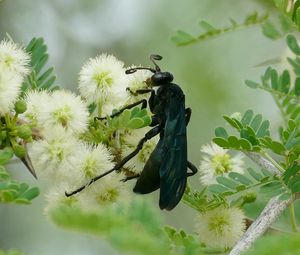 Preview wallpaper spider wasp, wasp, flowers, macro, black