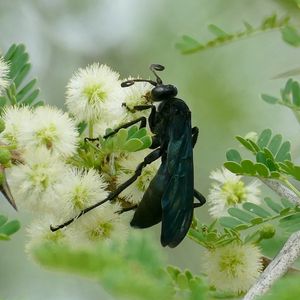 Preview wallpaper spider wasp, wasp, flowers, macro, black