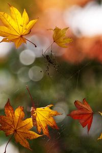 Preview wallpaper spider, web, autumn, bokeh, macro, foliage
