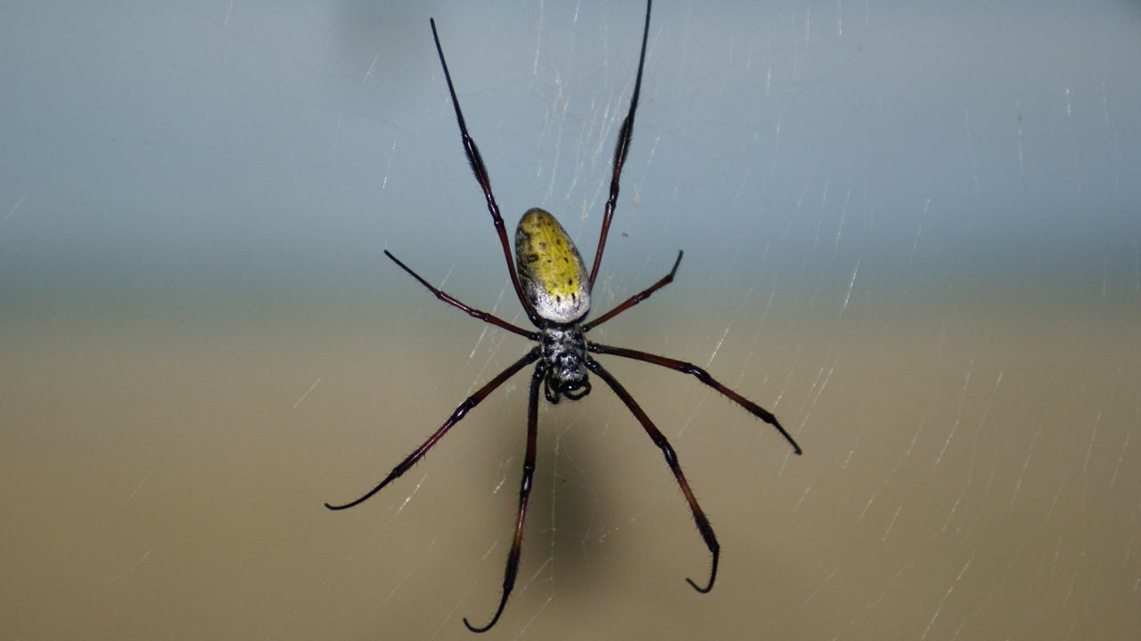 Wallpaper spider, web, background