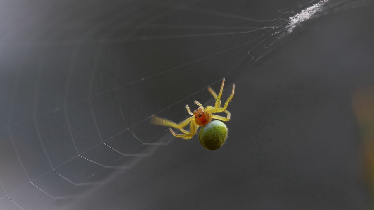 Wallpaper spider, web, climb, weave