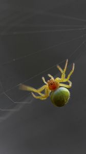 Preview wallpaper spider, web, climb, weave