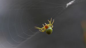 Preview wallpaper spider, web, climb, weave